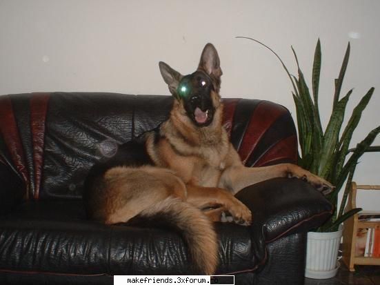 Animalutul vostru - Sora mea cea mare are un catel care l-a primit - ..::Meet the users::..