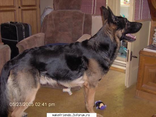 Animalutul vostru - Numele lui este Lucky - ..::Meet the users::..