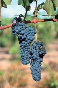vreau o poza! - vleau o poza cu scarlett johansson - ..::Jocuri::..